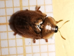 Hypocassida meridionalis