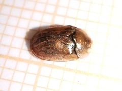 Hypocassida meridionalis