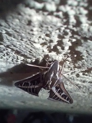 Hyles lineata