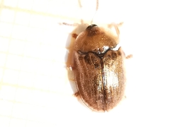 Hypocassida meridionalis