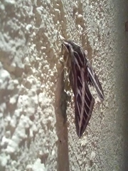 Hyles lineata