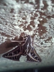 Hyles lineata