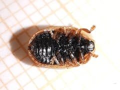 Hypocassida meridionalis