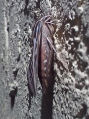 Hyles lineata
