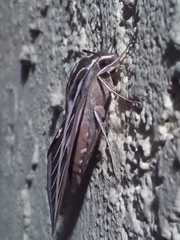 Hyles lineata