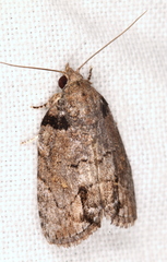 Etanna clopaea