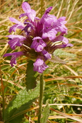 Betonica hirsuta