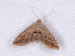 Araeopteron canescens