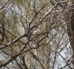 Acanthiza uropygialis