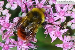 Bombus pyrosoma