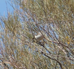 Acanthiza uropygialis