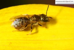 Halictus aerarius