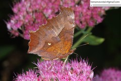 Polygonia c-aureum lunulata