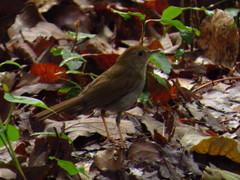 Catharus occidentalis