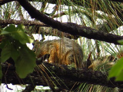Sciurus nayaritensis