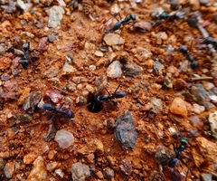Iridomyrmex viridiaeneus