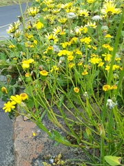 Senecio littoreus