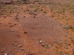 Iridomyrmex viridiaeneus