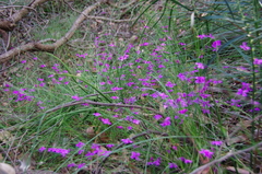 Tetratheca juncea