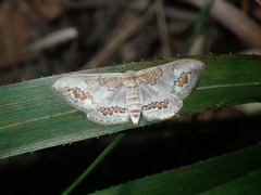 Dithalama cosmospila