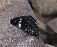 Platagarista macleayi