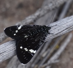 Platagarista macleayi