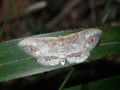 Dithalama cosmospila