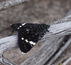 Platagarista macleayi