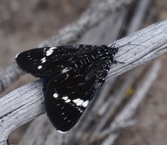 Platagarista macleayi