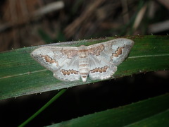 Dithalama cosmospila