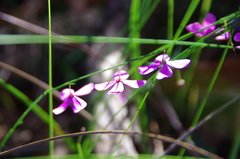 Tetratheca juncea