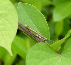 Neorthacris