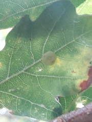 Neuroterus quercusbaccarum