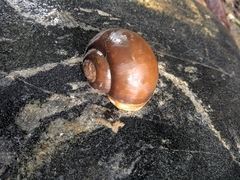 Pila globosa