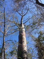 Adansonia suarezensis