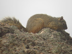 Sciurus nayaritensis