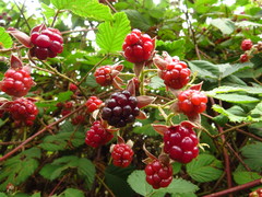 Rubus palmeri