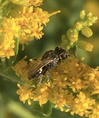 Oxybelus bipunctatus