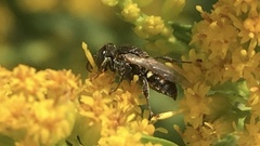 Oxybelus bipunctatus