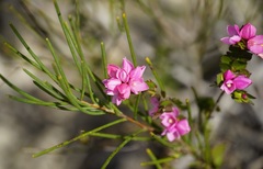 Boronia serrulata