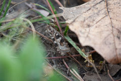 Nomophila distinctalis