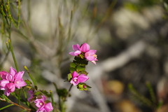 Boronia serrulata
