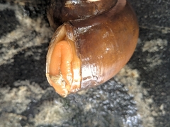 Pila globosa
