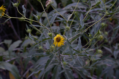 Helianthus californicus