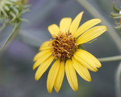 Helianthus californicus