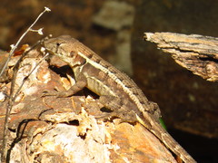 Sceloporus utiformis