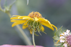 Helianthus californicus