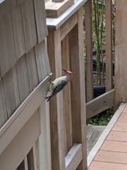 Melanerpes carolinus