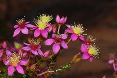 Calytrix brevifolia