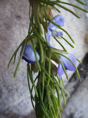 Psoralea speciosa